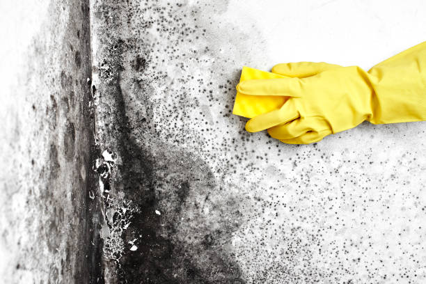 Best Mold Cleaning Services  in Fishhook, AK