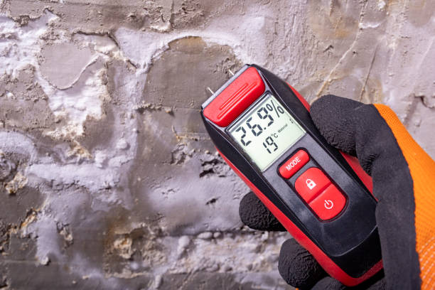 Best Same-Day Mold Removal  in Fishhook, AK