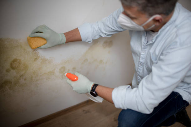 Best Mold Cleaning Services  in Fishhook, AK