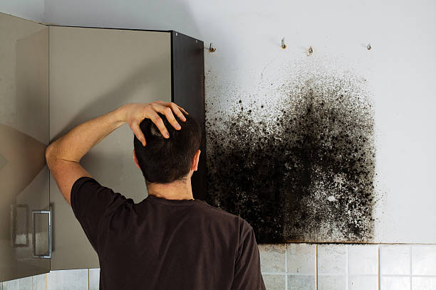 Best Mold Damage Repair  in Fishhook, AK