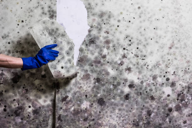 Best Local Mold Removal Service  in Fishhook, AK